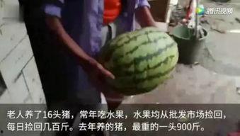 吃瓜群众吃水果视频,跟随吃瓜群众一起探索水果美味之旅